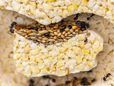 ANTCUBE - Popcorn Nest 20x20 - L